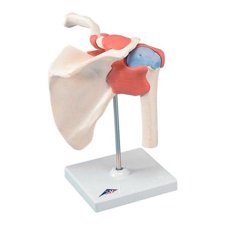 Fabrication Enterprises 3B Anatomical Model - Functional Shoulder Joint, Deluxe 12-4513